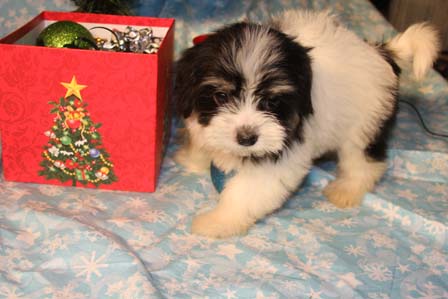 havanese-puppies